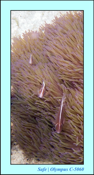 2006 - 07 - Tioman - Plongee monkey bay 16